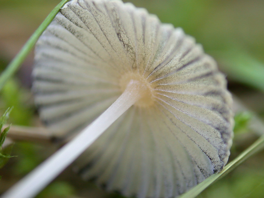 Coprinus plicatilis?